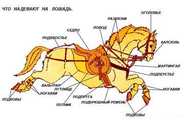 Как одеть лошадь седлом