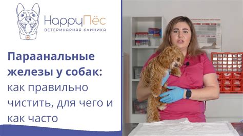 Как очистить параанальные железы у собаки