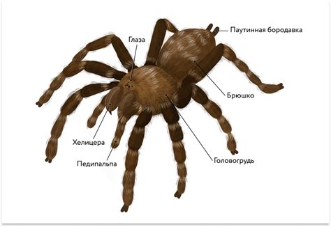 Как пауки размножаются в игре