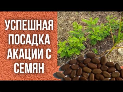 Как получить семена Акации?