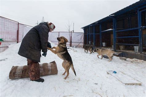 Как помочь приюту для животных в Ачинске