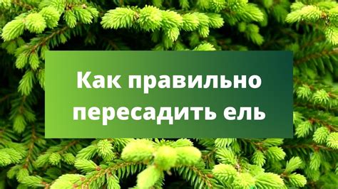 Как правильно маслить