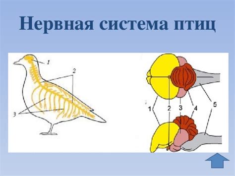 Как птицы используют копчиковую железу для взаимодействия со средой?