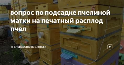 Как разведение пчелиной матки влияет на игровой процесс