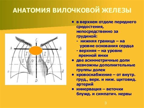 Как сигнальные пути контролируют формирование вилочковой железы