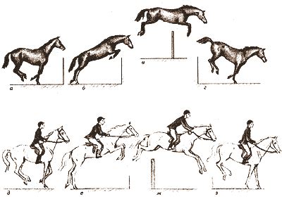 Как увеличить скорость и прыжок лошади