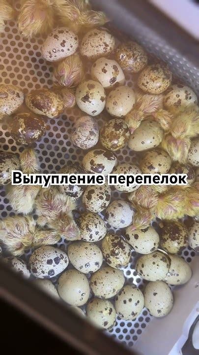 Как ускорить процесс вылупления