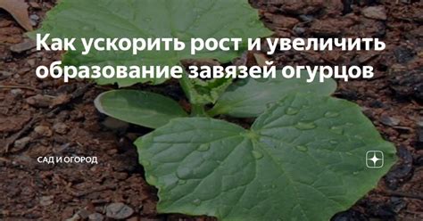 Как ускорить рост и увеличить количество рябины