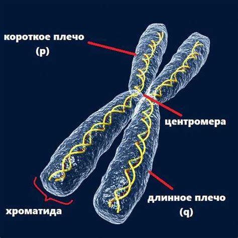 Как число хромосом влияет на характеристики тигра?