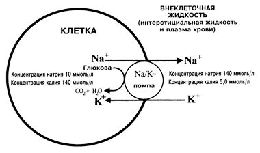 Калий и его регулирующая функция в клетках