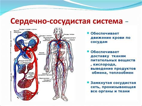 Кальций и сердечно-сосудистая система