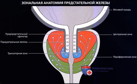 Качественные оперативные вмешательства для предстательной железы