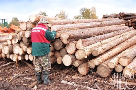 Качество древесины от пилорамы Шаркан