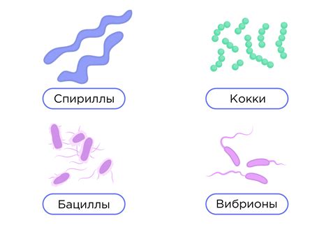 Кислотообразующие элементы