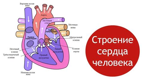 Клапан и его основные функции