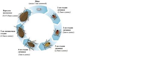 Клопы с саморезами: что это такое и для чего нужны?