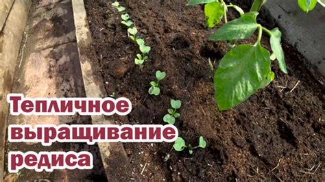 Ключевые моменты выращивания тростника