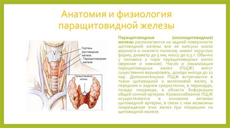 Компенсация нарушений гормональной активности паращитовидной железы: проблемы и решения