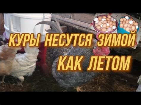 Кормление кур в игре