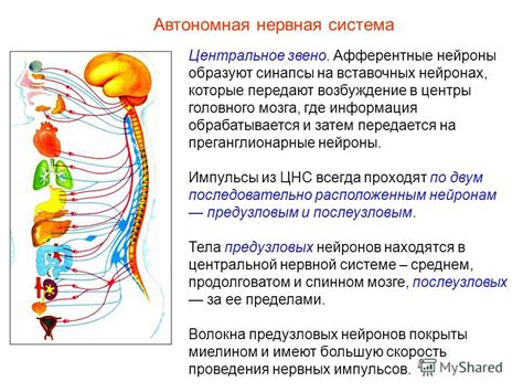 Короткое звено: особенности и функции