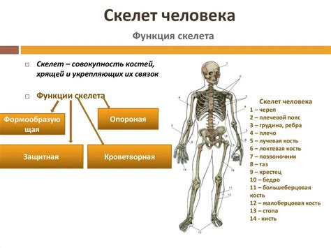 Кости и металл: соединение и взаимодействие