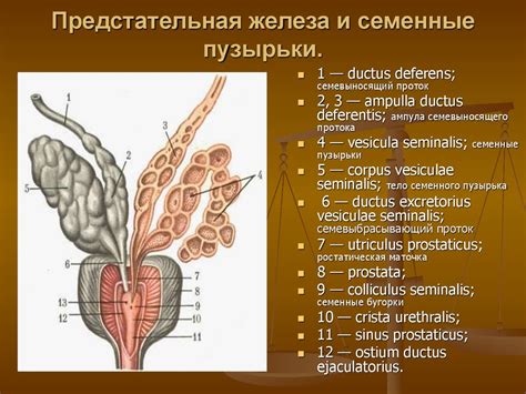 Лекции Изранова: предстательная железа