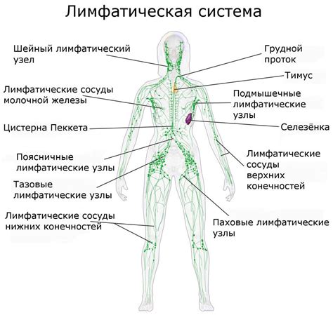 Лимфатические узлы и их функции в иммунной системе