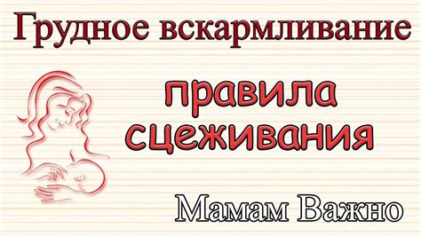 Массаж грудной железы для сцеживания молока: особенности послеродового периода