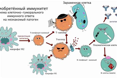 Медь и иммунная система