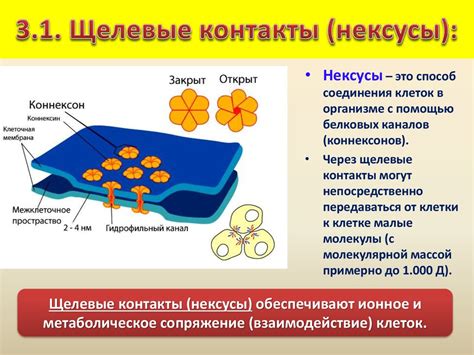 Межклеточные взаимодействия с участием металлов