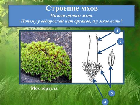 Места появления мха в независимых мирах