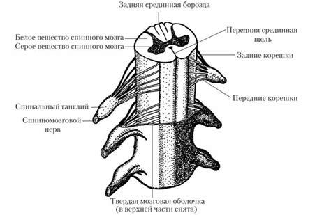 Место расположения неврологии