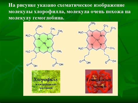 Металлы в хлорофилле: что это такое?