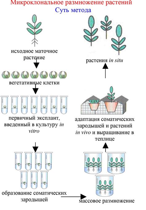 Методы размножения оцелотов