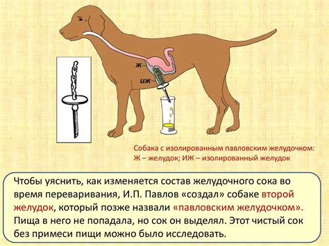 Методы терапии фистулы на слюнной железе у собаки