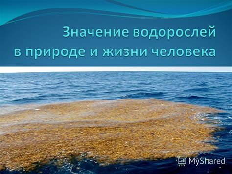 Метод 1: Собирание водорослей в океане