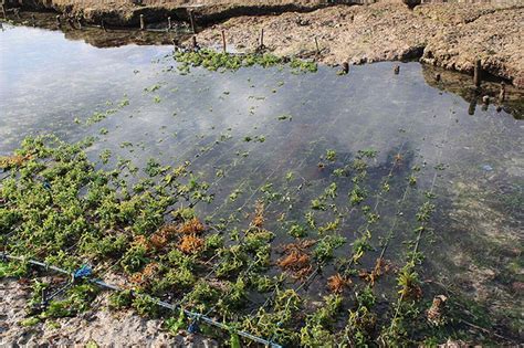 Метод 2: Выращивание водорослей в специальном пруду