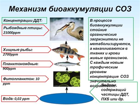 Механизмы биоаккумуляции