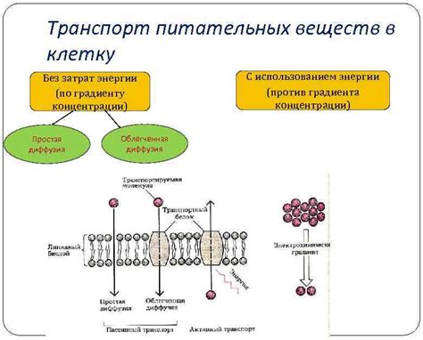 Механизмы концентрации