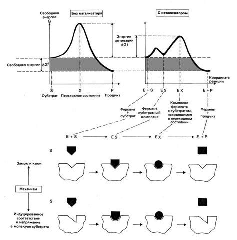 Механизм активации ферментов при образовании металл-ферментного комплекса