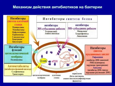 Механизм действия металлов на бактерии