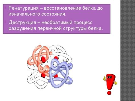 Механизм разрушения белков