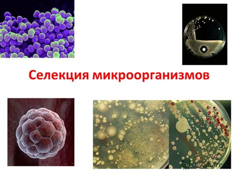 Микроорганизмы как альтернатива химическим методам