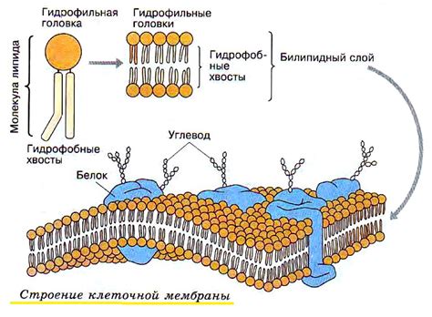 Надёжность и прочность клетки