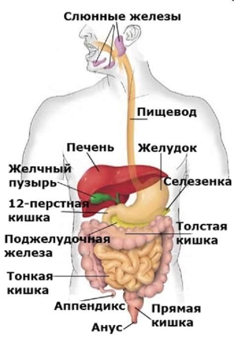 Нарушение работы системы пищеварения