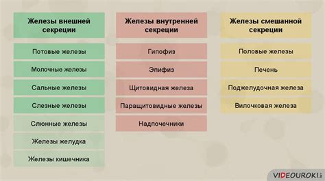 Наука о будущем: перспективы исследований в области желез смешанной секреции