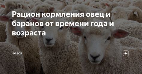 Начало кормления овец