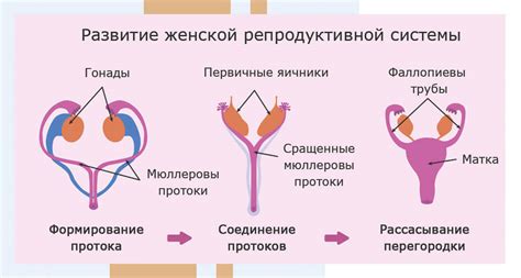 Негативные последствия для репродуктивной системы