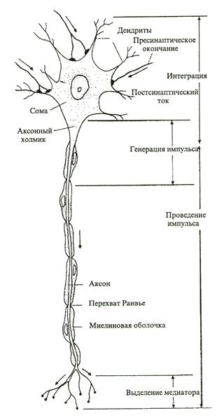 Нейромышечная иннервация