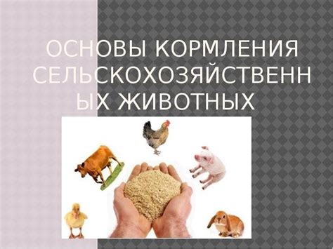 Обеспечение регулярного кормления животных